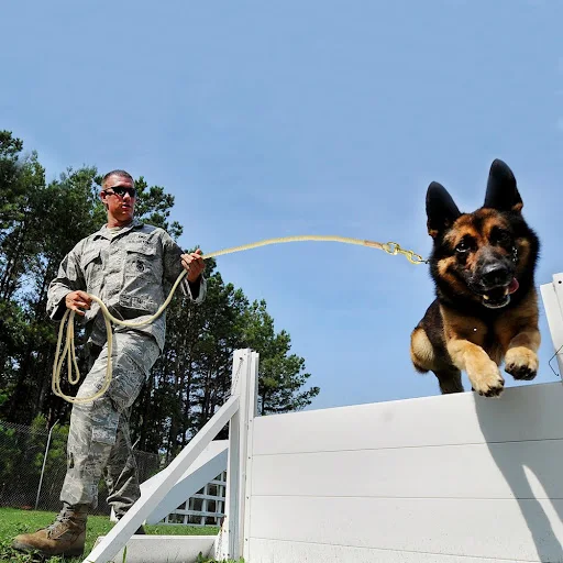 Durable Dog Tracking Leash Nylon Long Leads Rope Pet Training Walking Leashes 3m 5m 10m 20m For Medium Large Dogs Non-sl