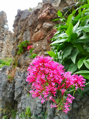 Fiore spontaneo di carmine__photo