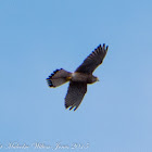 Kestrel; Cernícalo Real