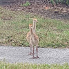 Florida Sandhill Crane