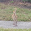 Florida Sandhill Crane