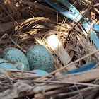 House crow nest and eggs