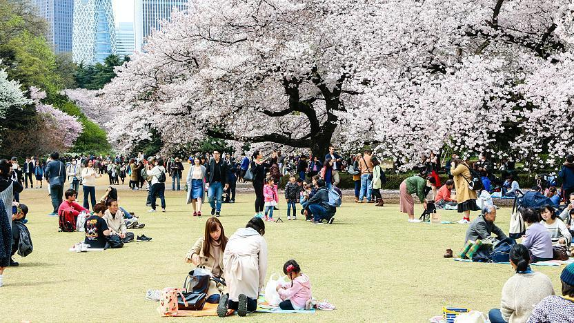 Lễ hội hoa anh đào tại công viên Shinjuku Gyoen
