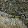 Barbados anole