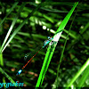 Blue-tailed Damselfly