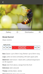 Asian Hornet Watch - náhled