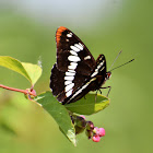 Lorquin's admiral