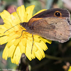 Meadow Brown on Mouse-ear Hawkweed