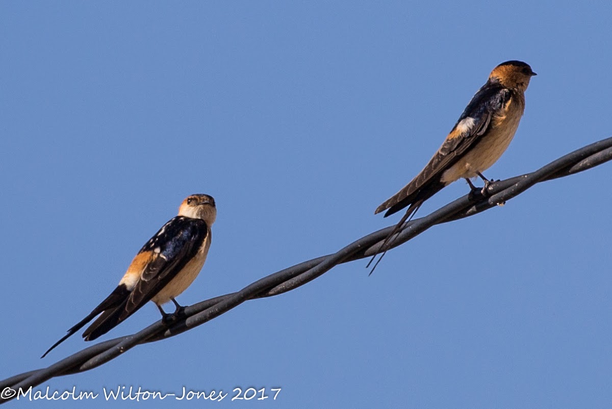 Red-rumped Swallow; Golondrina Daurica