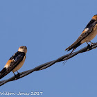 Red-rumped Swallow; Golondrina Daurica