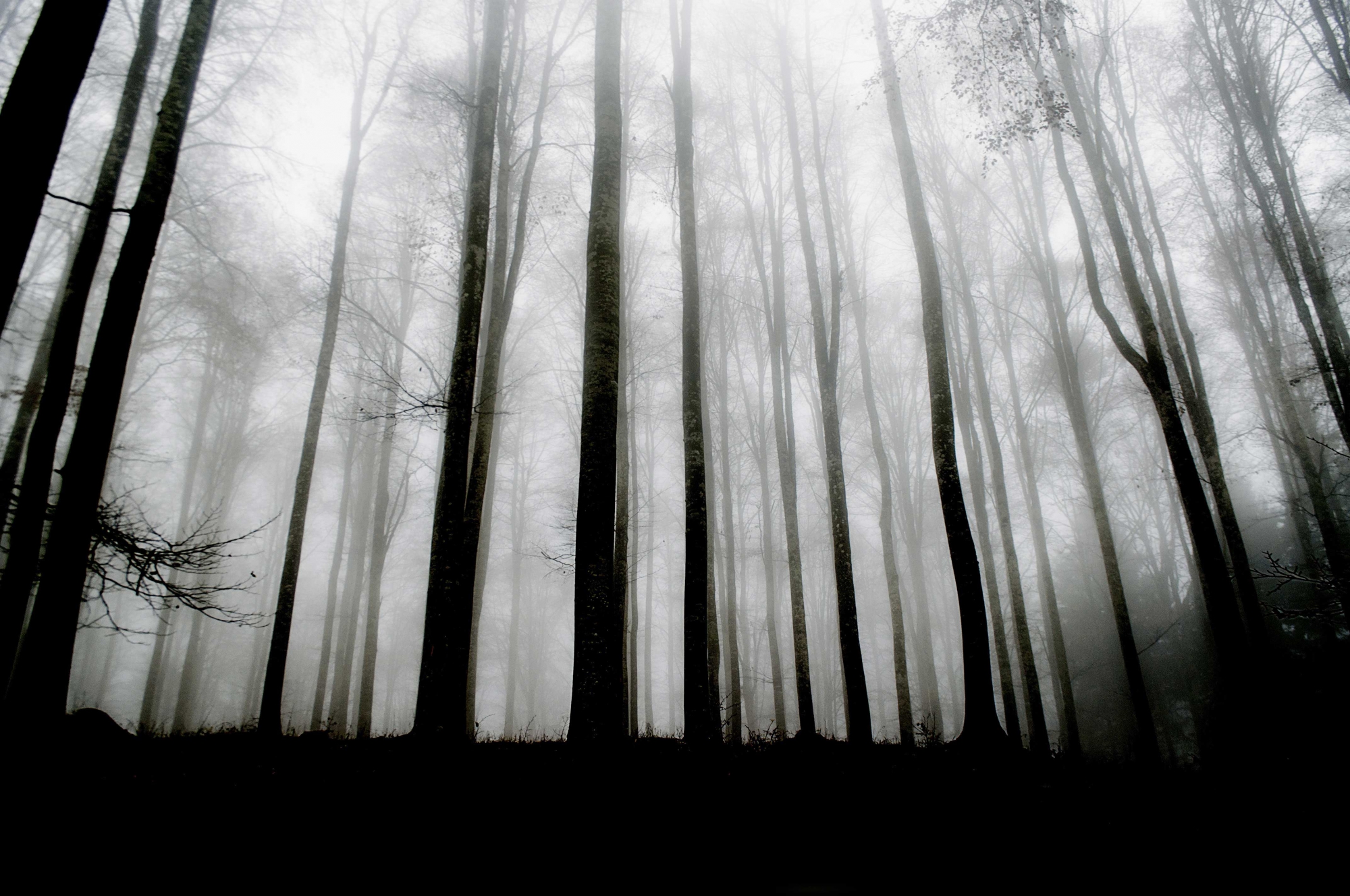 la foresta oscura di giulia.sent