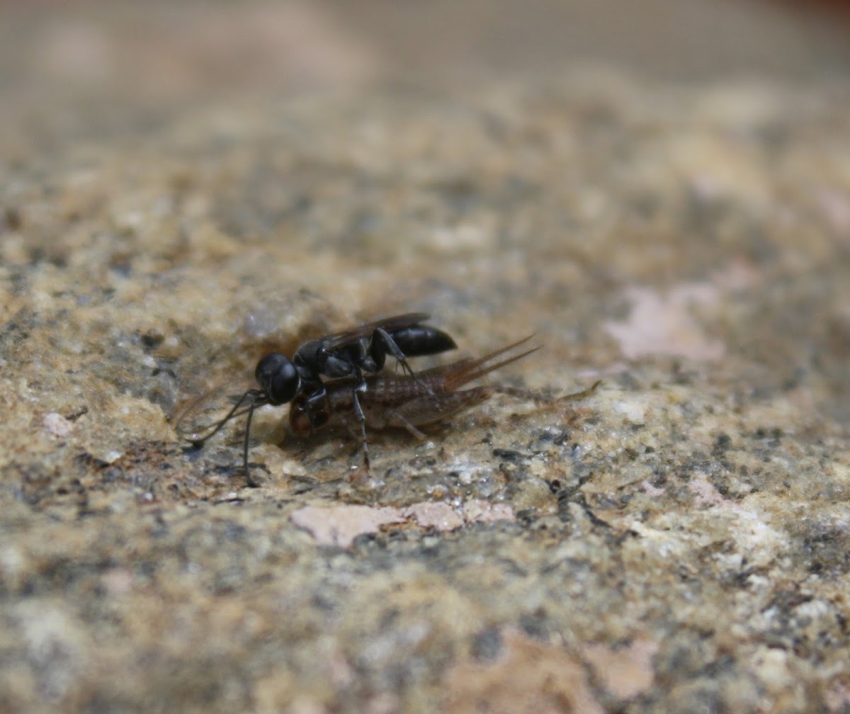 Square-headed Wasp