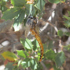 Robber fly with dragonfly