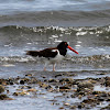 American Oystercatcher