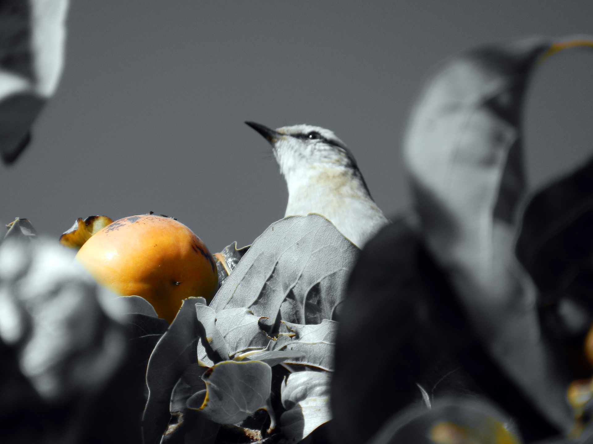 Fruta Madura di Felipe Carretero