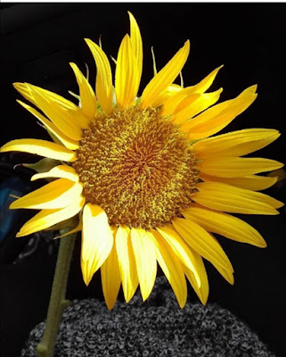 Girasole di martina_pighini