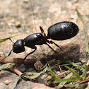 Hercules ant