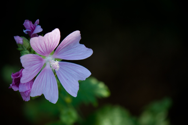 Profumo di primavera..... di tiviolivalentino