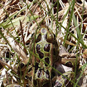 Northern Leopard Frog