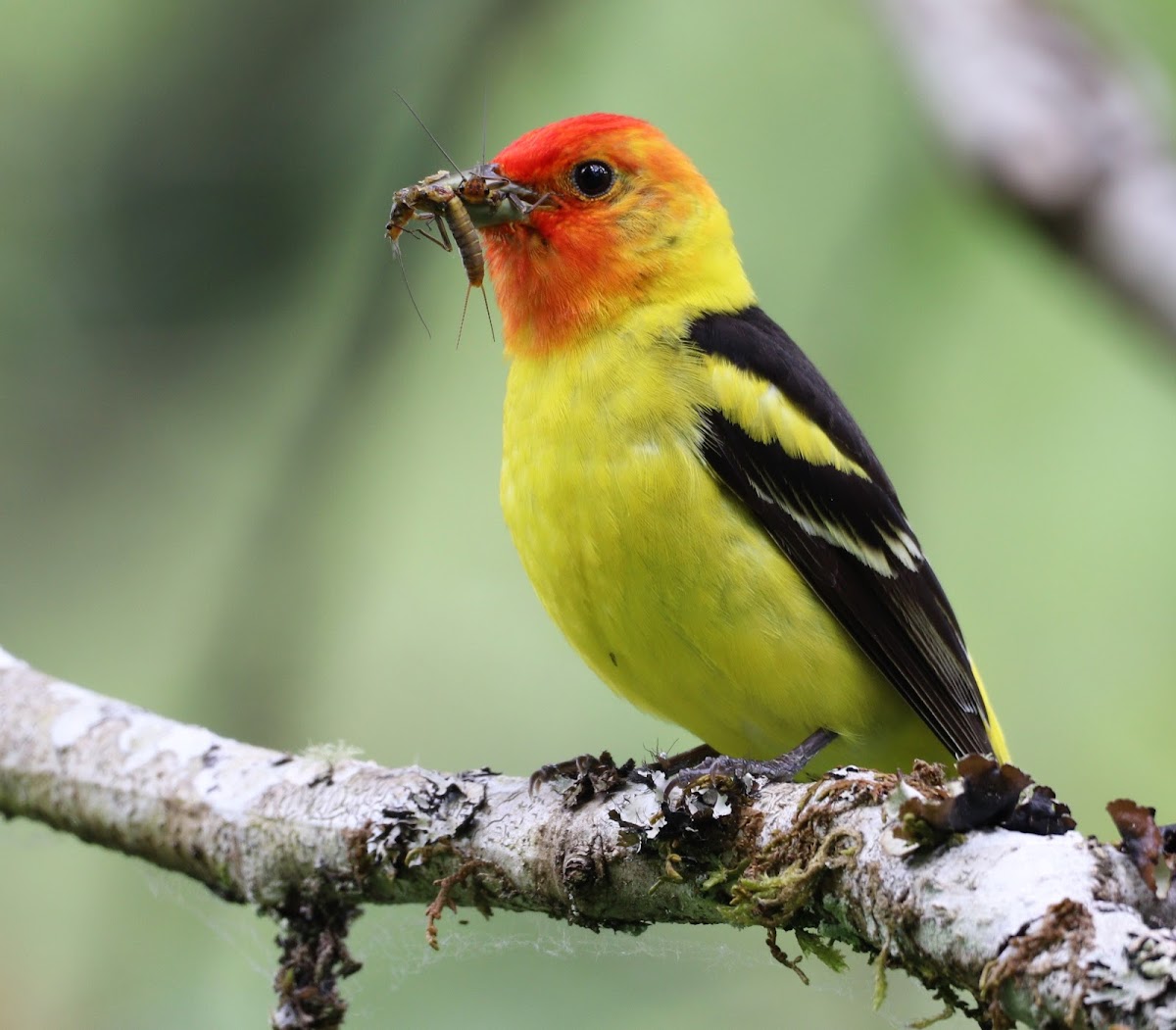 western tanager