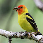 western tanager