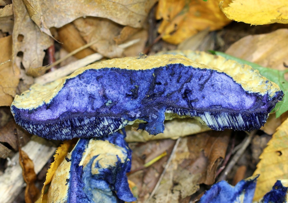 Bluing Bolete