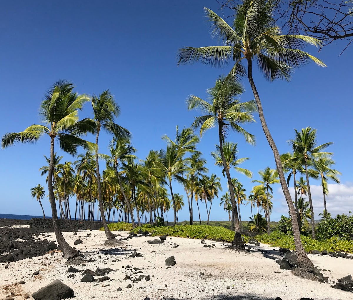 Coconut trees