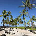 Coconut trees