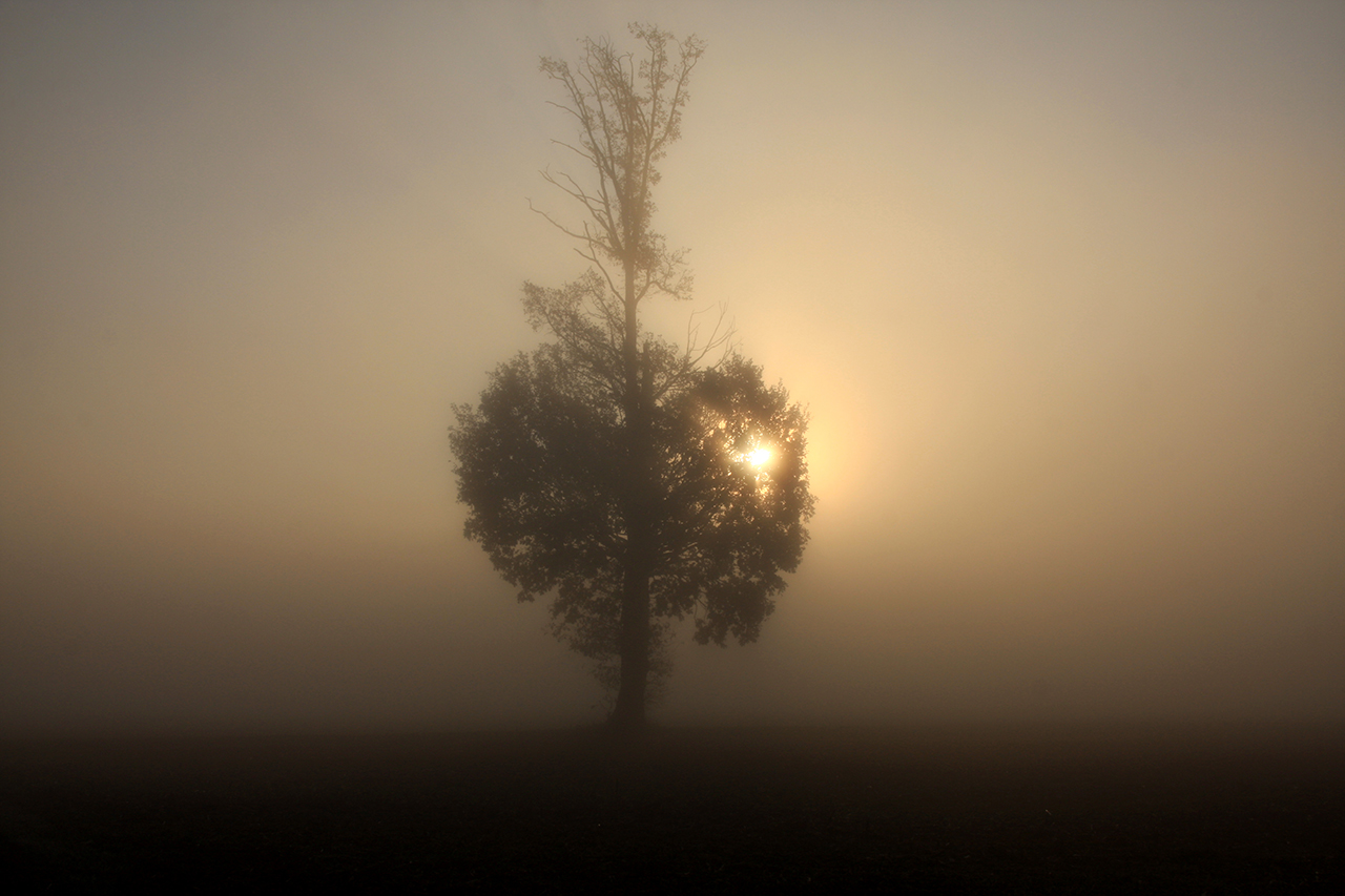 nell'alba solitario di alber52