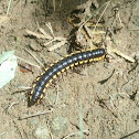 millipede