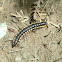 millipede