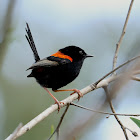 Red-backed Fairy-wren