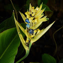 Heliconia Flower