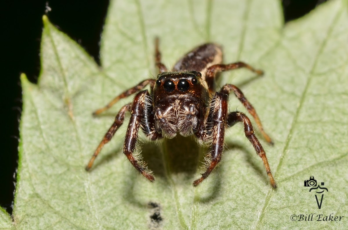 Bronze Jumper Male