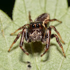 Bronze Jumper Male