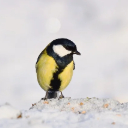 BLACK AND YELLOW BIRD Theme
