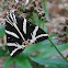 Jersey Tiger