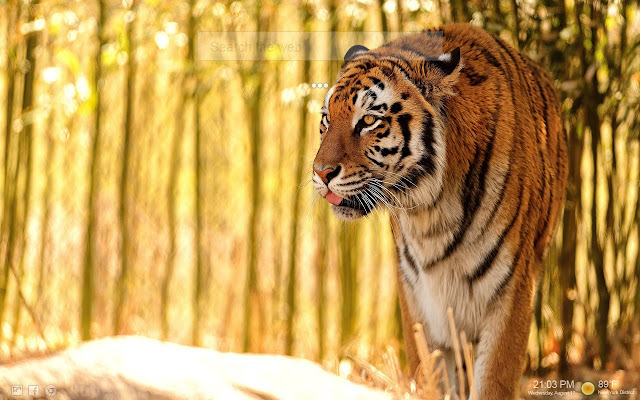 Tiger HD Tab Backgrounds