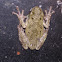 Gray tree frog