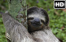 Sloth Wallpapers Sloths New Tab freeaddon.com small promo image