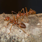 Weaver ant