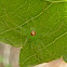 Magnolia Green Jumper ♀