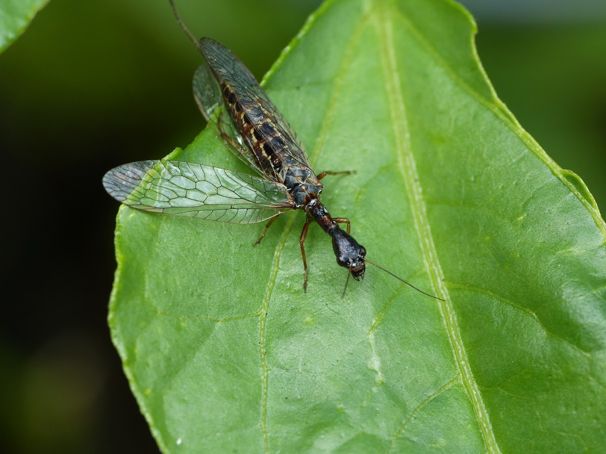 Snake fly