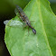 Snake fly