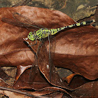 Green Skimmer