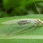 Green Lacewing