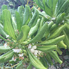 Half-flower, Fan-flower, Beach Naupaka