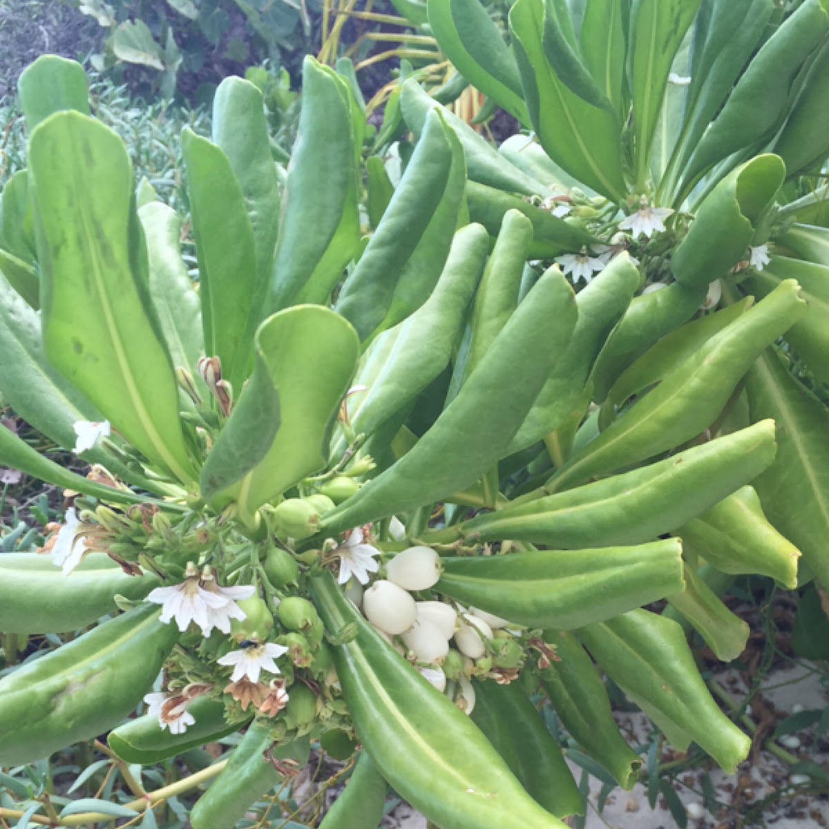 Half-flower, Fan-flower, Beach Naupaka