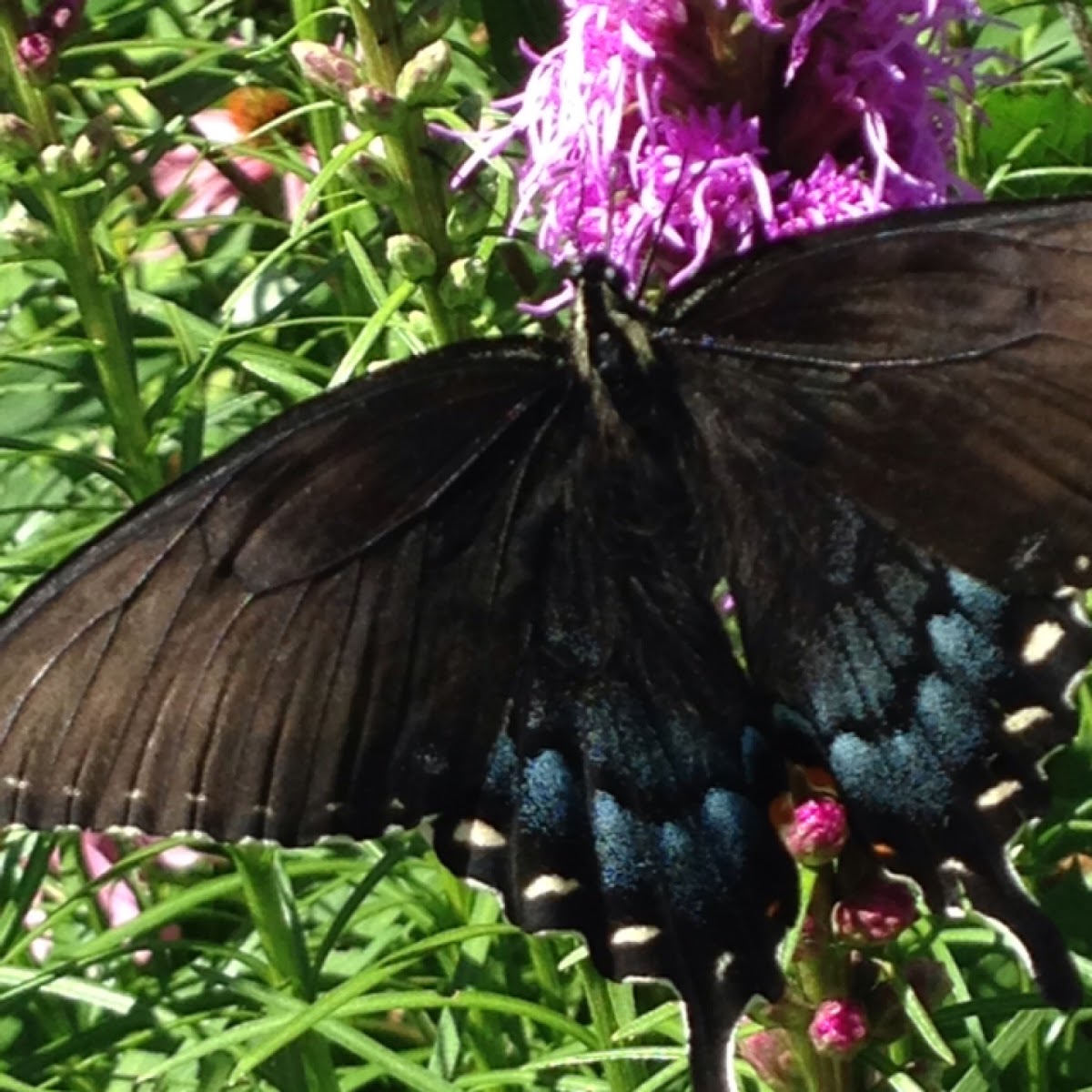 Eastern Tiger Swallowtail (female)