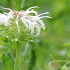 horsemint